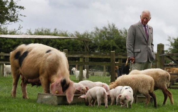 Принц Чарльз посетил ферму по разведению редких пород домашнего скота
