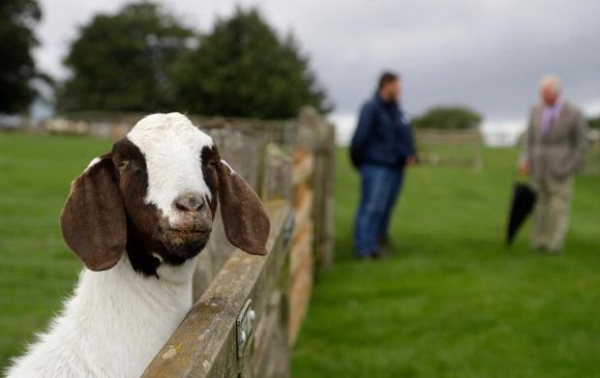 Принц Чарльз посетил ферму по разведению редких пород домашнего скота