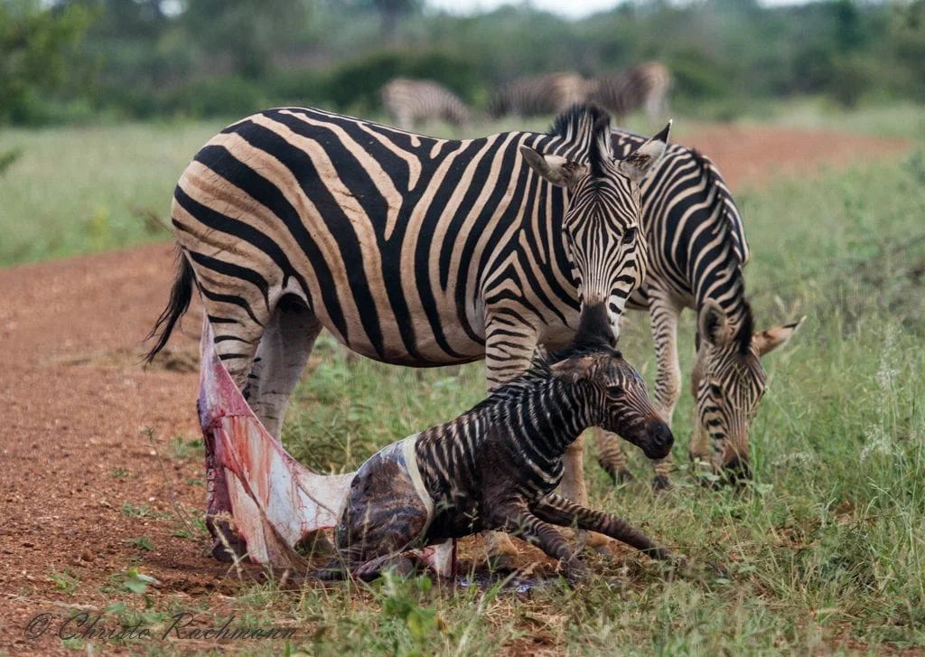 zebra s detenyshem